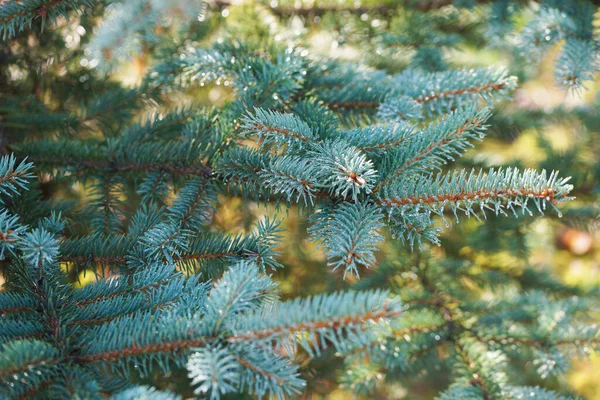 Regentropfen Auf Den Ästen Einer Blaufichte — Stockfoto