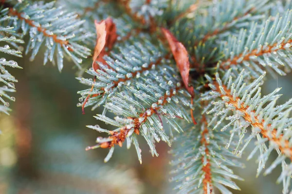 Gouttes Pluie Sur Les Branches Une Épinette Bleue — Photo