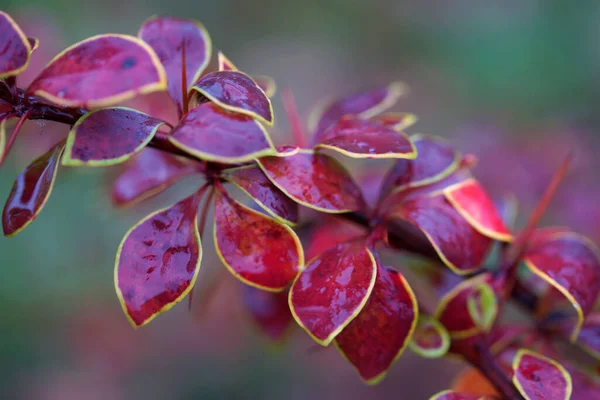 Leuchtend Buntes Herbstlaub Der Berberitze — Stockfoto