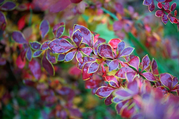 Bright Colorful Autumn Foliage Barberry — Stock Photo, Image