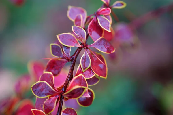 Leuchtend Buntes Herbstlaub Der Berberitze — Stockfoto