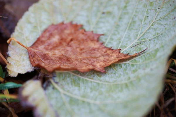 Fallen Höst Löv Närbild — Stockfoto