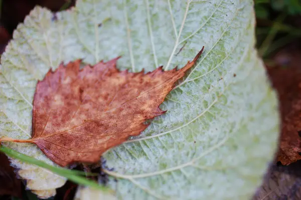 Fallen Höst Löv Närbild — Stockfoto