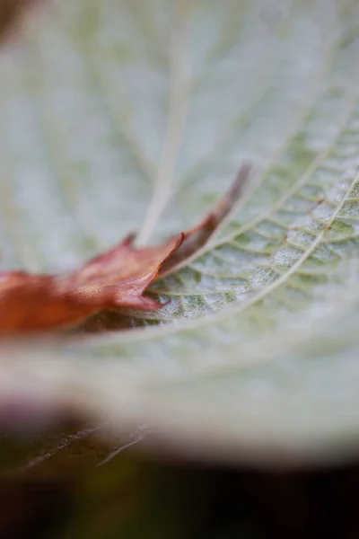 Gefallene Herbstblätter Aus Nächster Nähe — Stockfoto