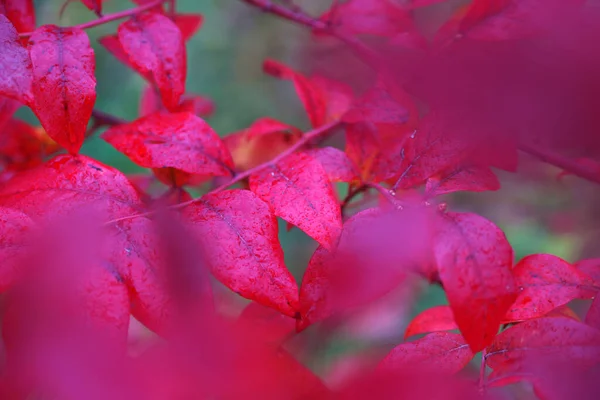 가을의 블루베리 — 스톡 사진