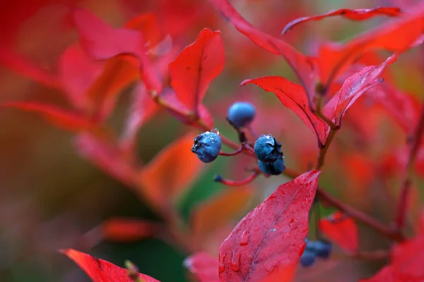 Outono Folhas Mirtilo Vermelho — Fotografia de Stock