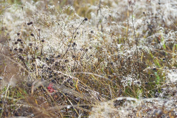 秋天在田野里的干草上露水 — 图库照片