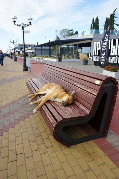 Cane Sta Dormendo Sulla Panchina Embankment Adler Sochi Russia Dicembre — Foto Stock