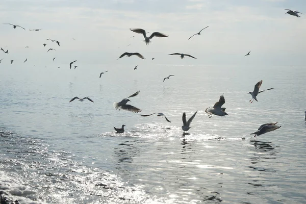 Seagulls Water Black Sea Adler — Stock Photo, Image