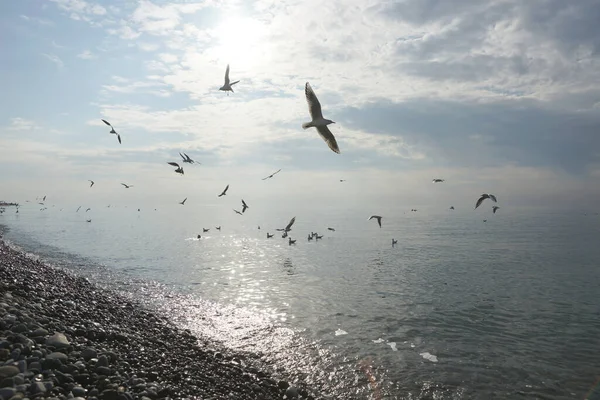 Adler Deki Karadeniz Deki Suların Üzerindeki Martılar — Stok fotoğraf