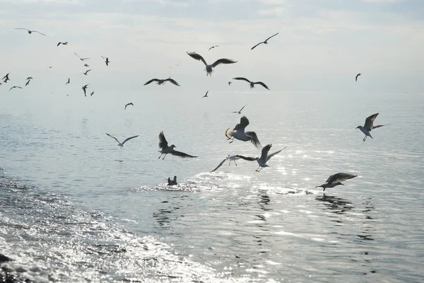 Seagulls Water Black Sea Adler — Stock Photo, Image