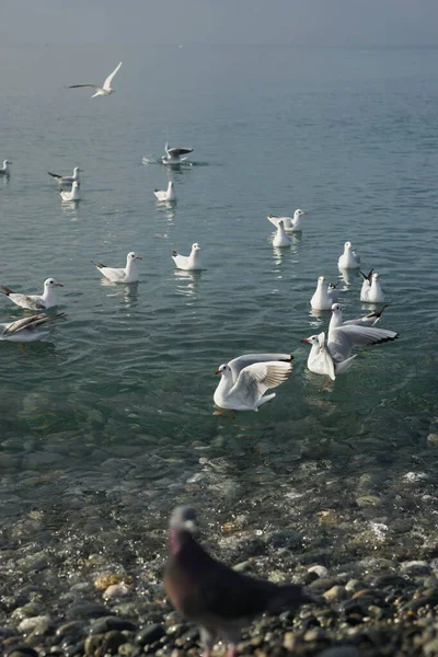 Seagulls Water Black Sea Adler — Stock Photo, Image