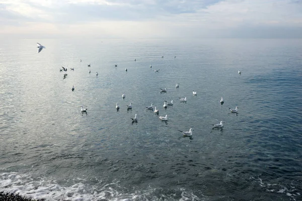 Чайки Над Водою Чорному Морі Адлері — стокове фото