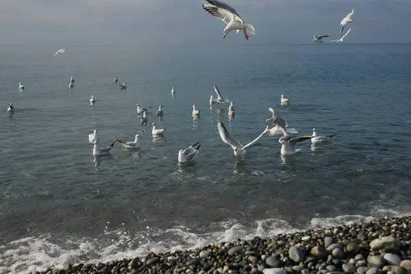 Seagulls Water Black Sea Adler — Stock Photo, Image