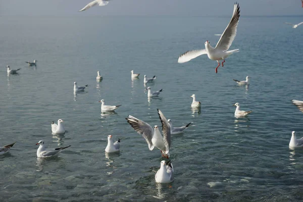 Adler Deki Karadeniz Deki Suların Üzerindeki Martılar — Stok fotoğraf