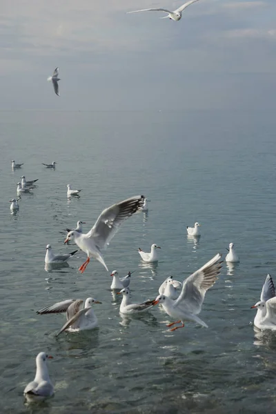 Mouettes Dessus Eau Dans Mer Noire Adler — Photo