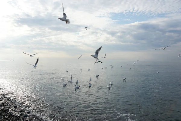 Adler Deki Karadeniz Deki Suların Üzerindeki Martılar — Stok fotoğraf