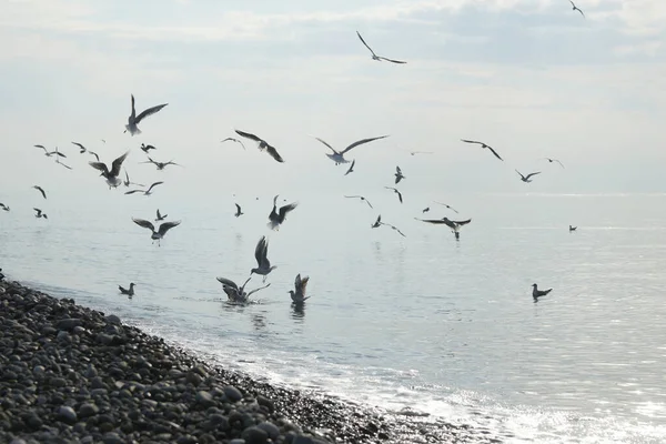 Seagulls Water Black Sea Adler — Stock Photo, Image