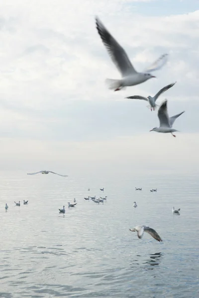 Möwen Über Wasser Schwarzen Meer Adler — Stockfoto
