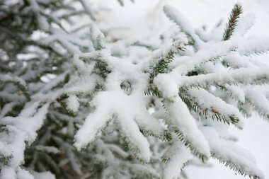 Kışın kar köknar dallarını kapladı