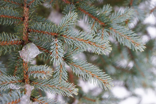 Snötäckta Grangrenar Vintern — Stockfoto