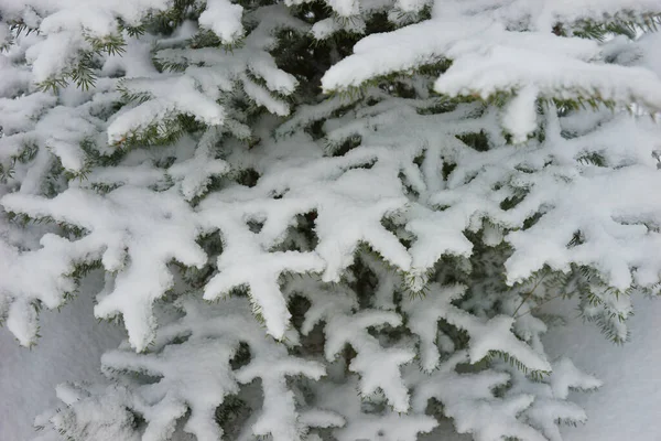 Schneebedeckte Tannenzweige Winter — Stockfoto