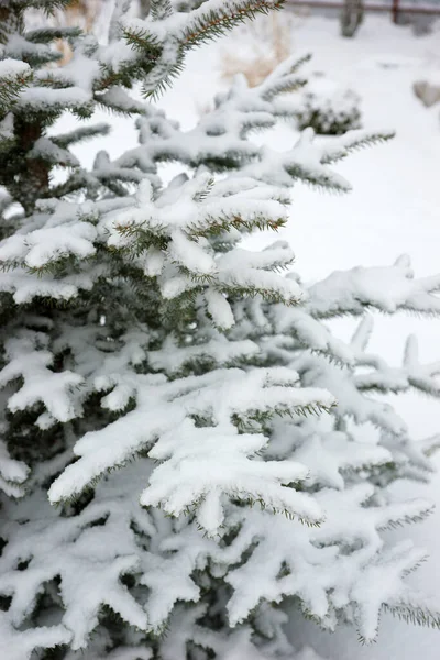 Snow Covered Fir Branches Winter — Stock Photo, Image