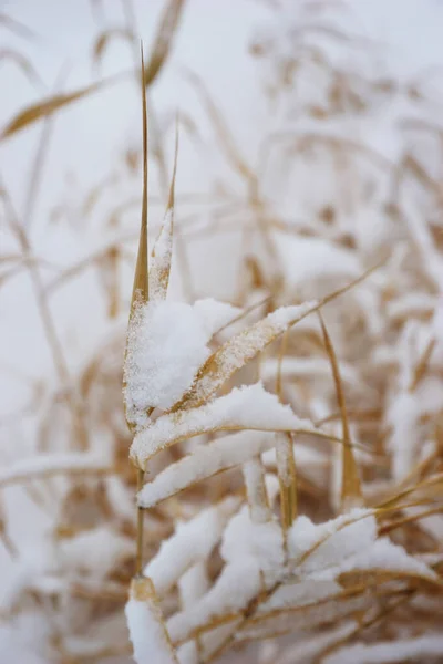 Kışın Kurumuş Karlı Süslü Otlar — Stok fotoğraf