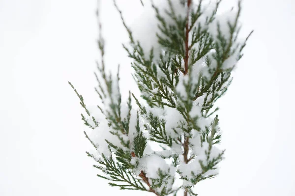 Branches Enneigées Conifère Hiver — Photo