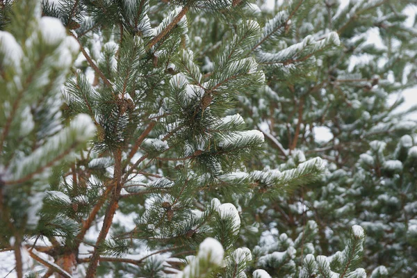 Coniferous Snowy Forest Winter — Stock Photo, Image