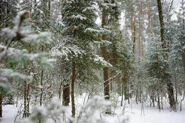 Kışın kar yağışında kozalaklı orman