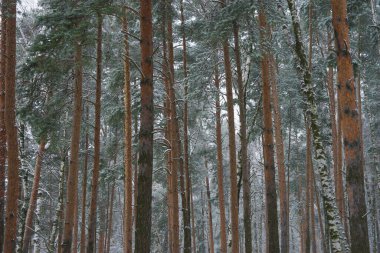 Kışın kar yağışında kozalaklı orman