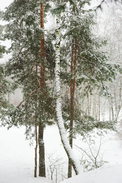 Nadelwald Winter Bei Schneefall — Stockfoto