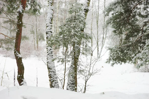 Floresta Coníferas Inverno Durante Queda Neve — Fotografia de Stock