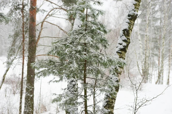 Floresta Coníferas Inverno Durante Queda Neve — Fotografia de Stock