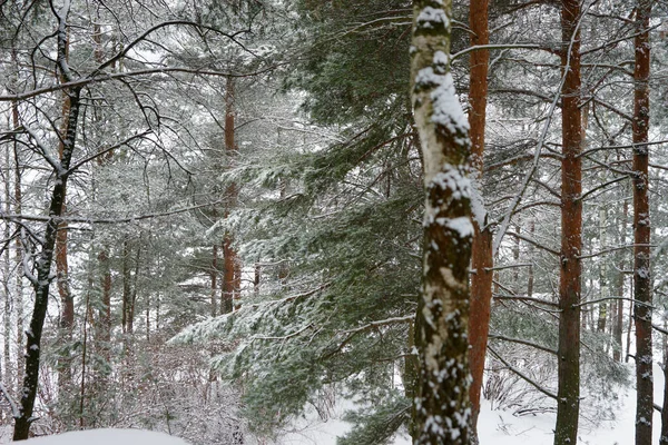 Nadelwald Winter Bei Schneefall — Stockfoto