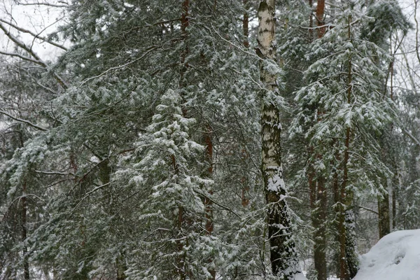 Nadelwald Winter Bei Schneefall — Stockfoto