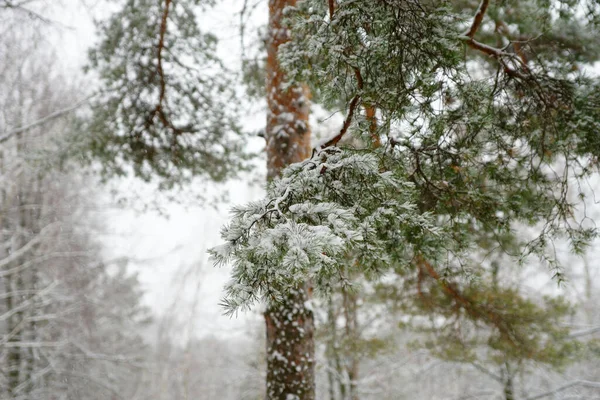 Floresta Coníferas Inverno Durante Queda Neve — Fotografia de Stock