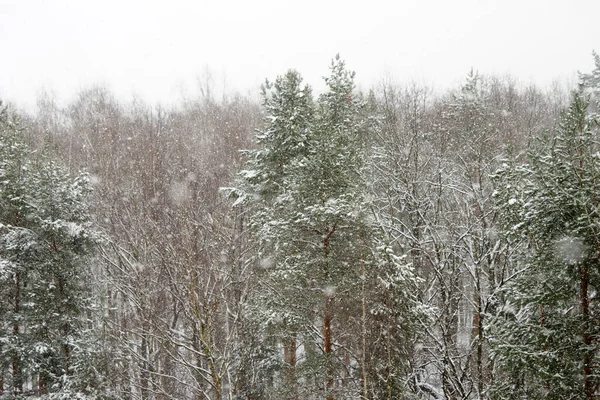 Floresta Coníferas Inverno Durante Queda Neve — Fotografia de Stock