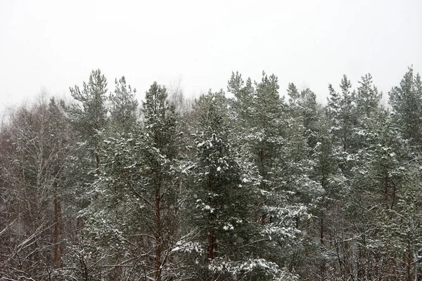 Floresta Coníferas Inverno Durante Queda Neve — Fotografia de Stock
