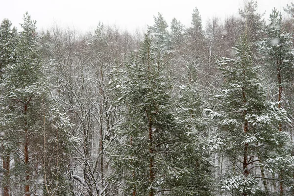 Floresta Coníferas Inverno Durante Queda Neve — Fotografia de Stock