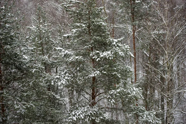 Coniferous Forest Winter Snowfall — Stock Photo, Image