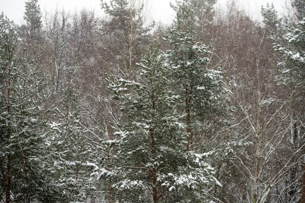 Floresta Coníferas Inverno Durante Queda Neve — Fotografia de Stock