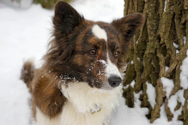 Dog Breed Corgi Cardigan Winter — Stock Photo, Image