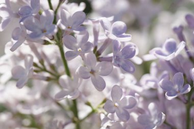 İlkbaharda açan leylak çalıları
