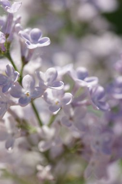 İlkbaharda açan leylak çalıları