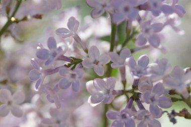 İlkbaharda açan leylak çalıları