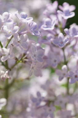 İlkbaharda açan leylak çalıları
