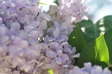 İlkbaharda açan leylak çalıları