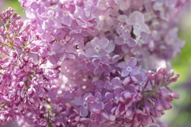 İlkbaharda açan leylak çalıları